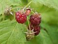 2013-0629-1155_Raspberries_18.3C